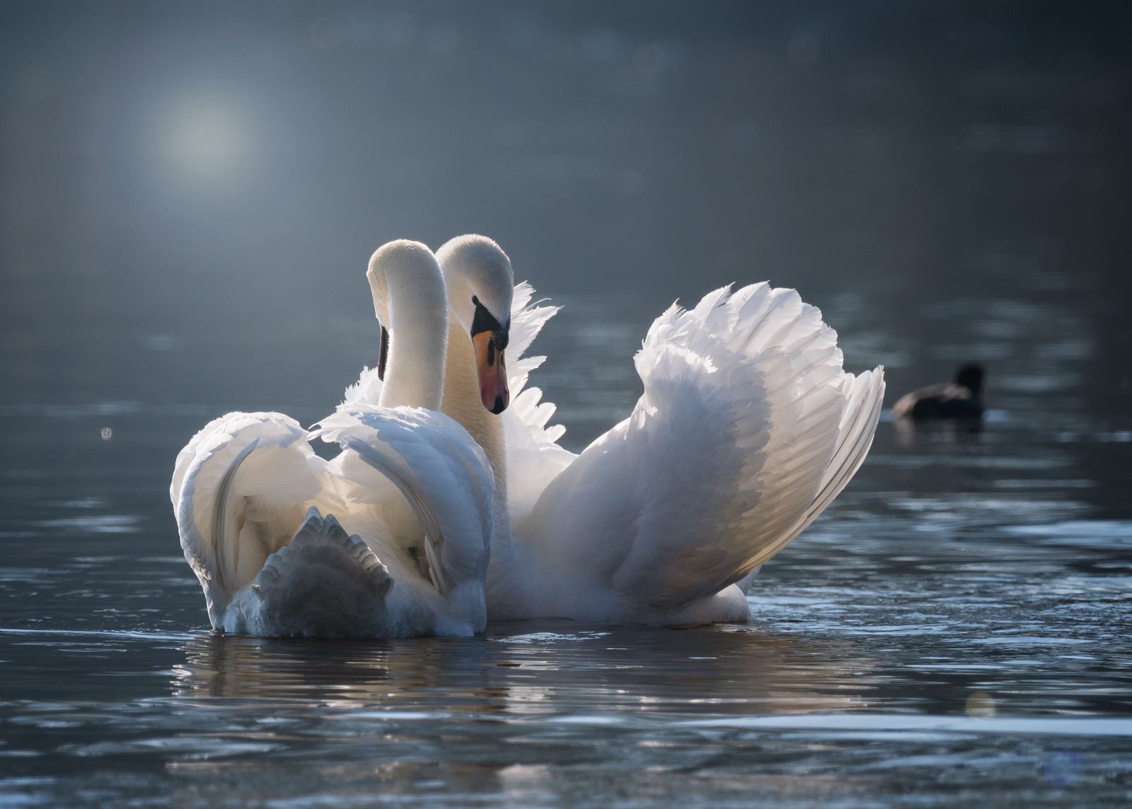 Zwei Schwäne auf ruhigem Wasser